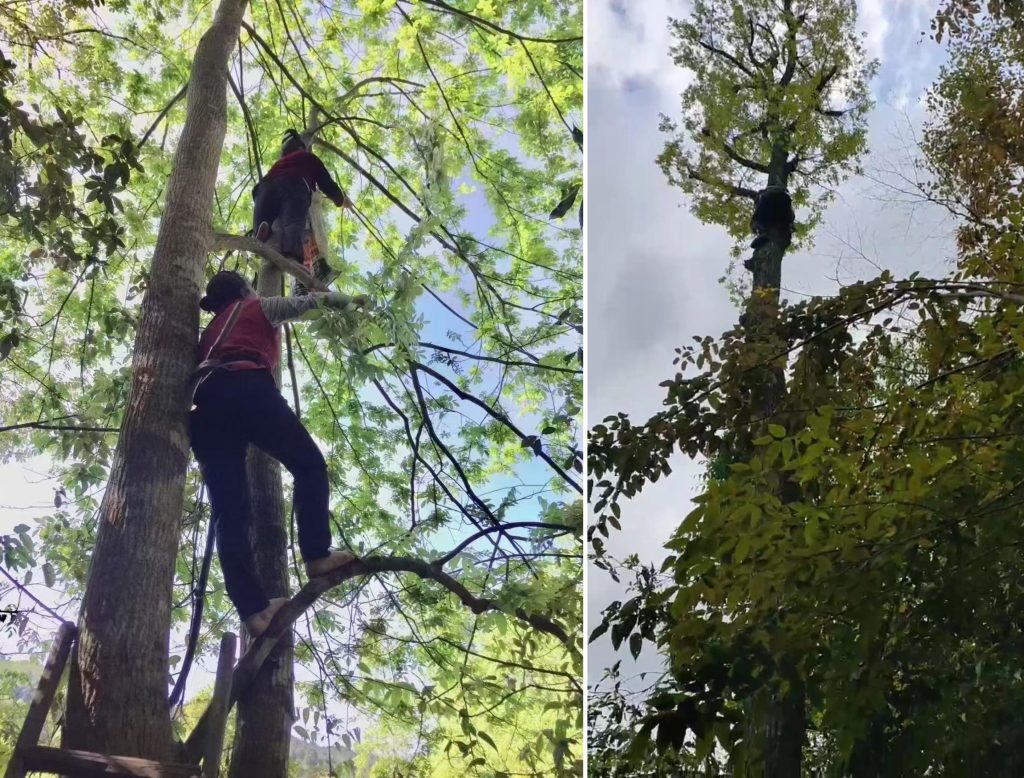 富硒青钱柳茶的功效(青钱柳茶的好处)-硒宝网