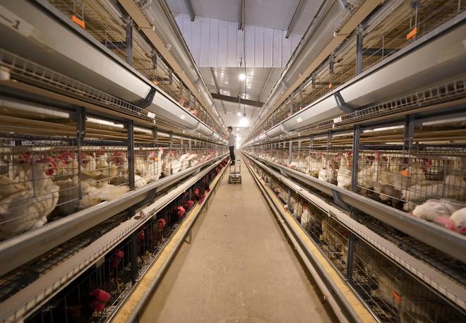 富硒鸡蛋是怎么产生的(养出富硒鸡蛋的原料配方)-硒宝网