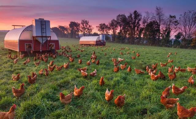 富硒鸡蛋是怎么产生的(养出富硒鸡蛋的原料配方)-硒宝网