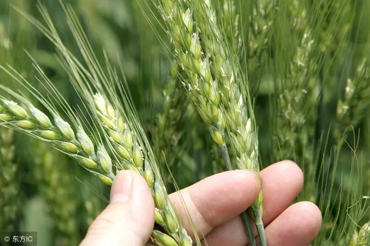 富硒小麦收购价格(富硒小麦的价格)-硒宝网