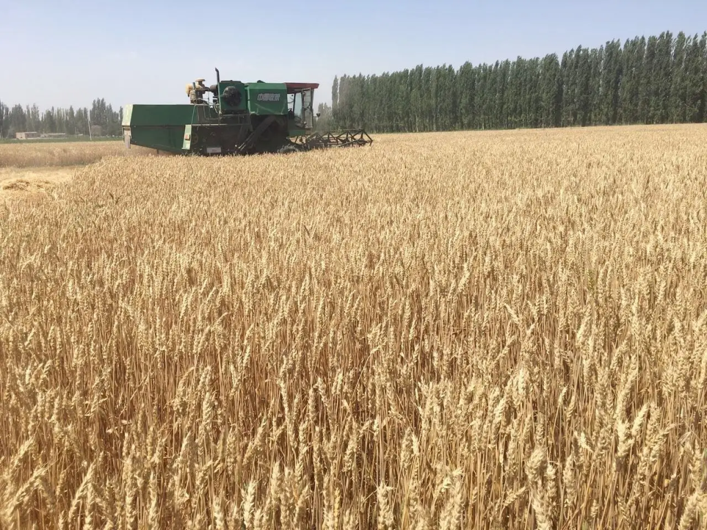 富硒Y8小麦品种介绍(富硒小麦品种有哪些)-硒宝网