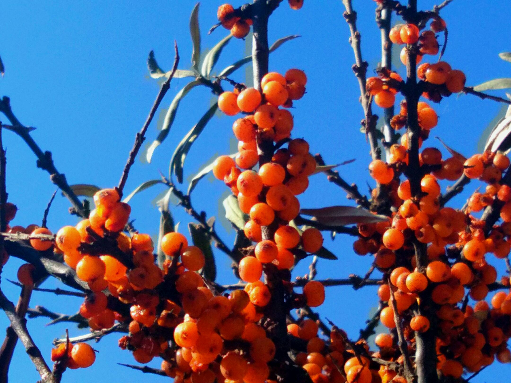 沙棘中硒的含量是多少（富含有多少种营养成分及营养成分）-硒宝网