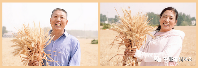 Y8富硒小麦品种产量(富硒y8小麦是不是高产)-硒宝网