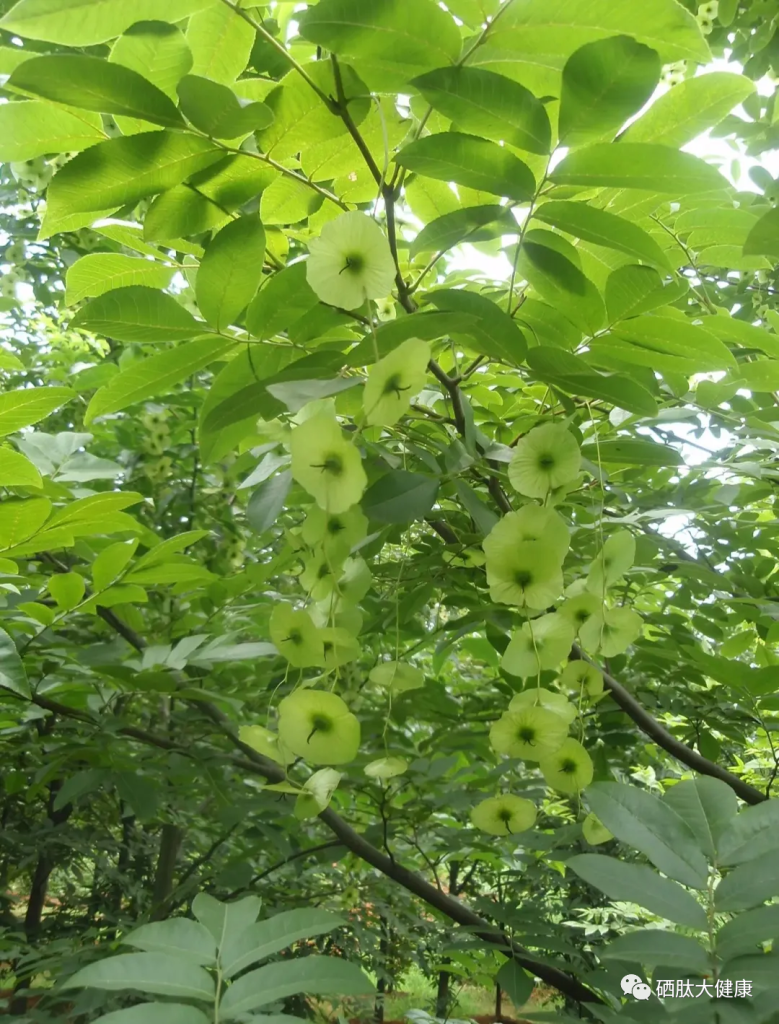 富硒青钱柳茶的功效与作用（富硒青钱柳黄金茶珍价格）-硒宝网