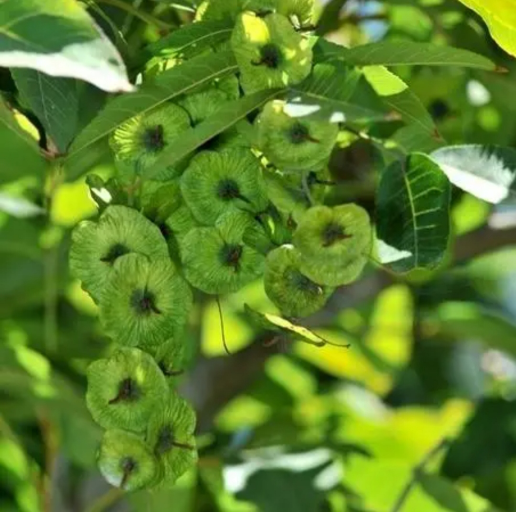 富硒青钱柳茶的功效与作用（富硒青钱柳黄金茶珍价格）-硒宝网