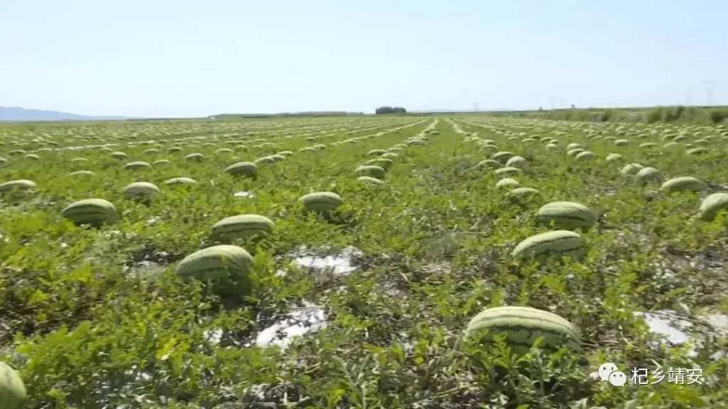 甘肃富硒西瓜品种介绍(甘肃最出名的西瓜)-硒宝网