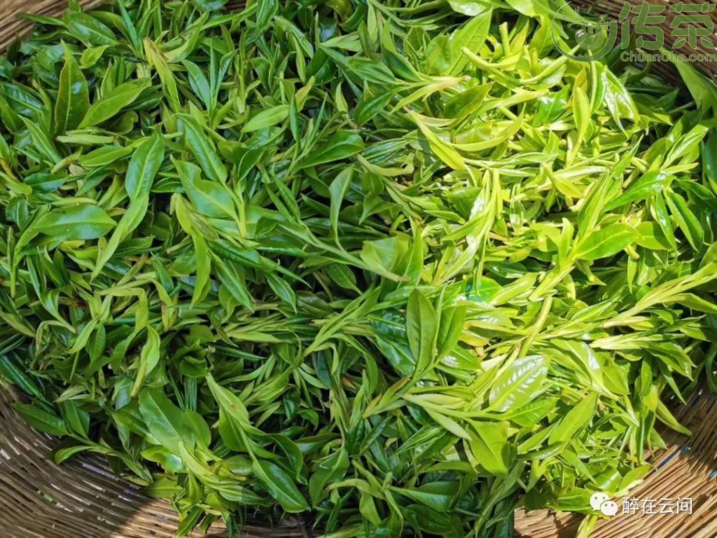 富硒野茶功效与作用(野生硒茶怎么样)-硒宝网