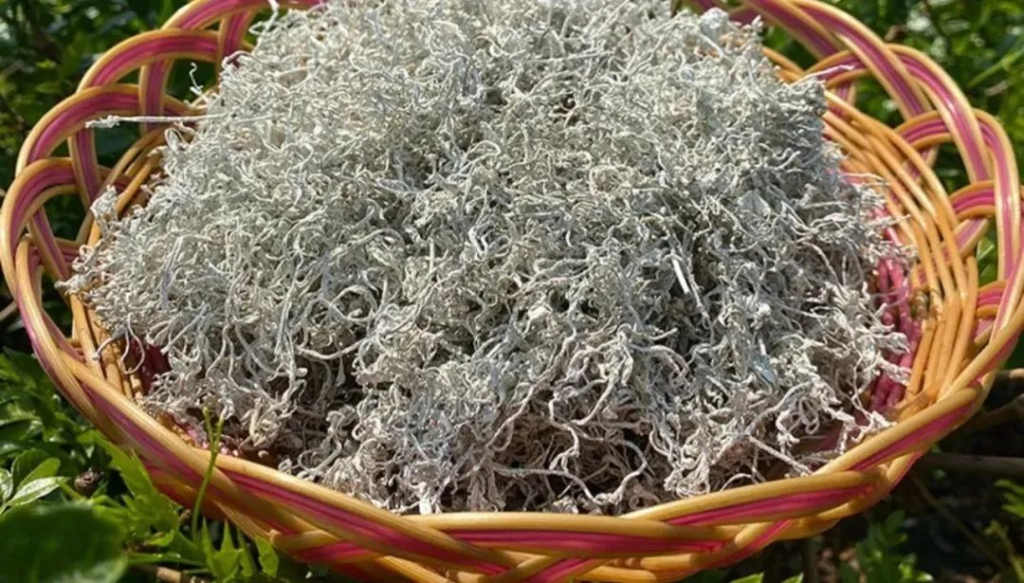 莓茶的副作用及禁忌（有什么毒副作用和坏处）-硒宝网