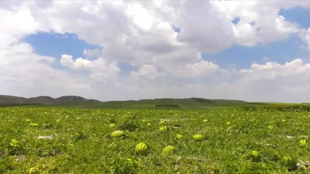 甘肃富硒西瓜品种介绍(甘肃最出名的西瓜)-硒宝网