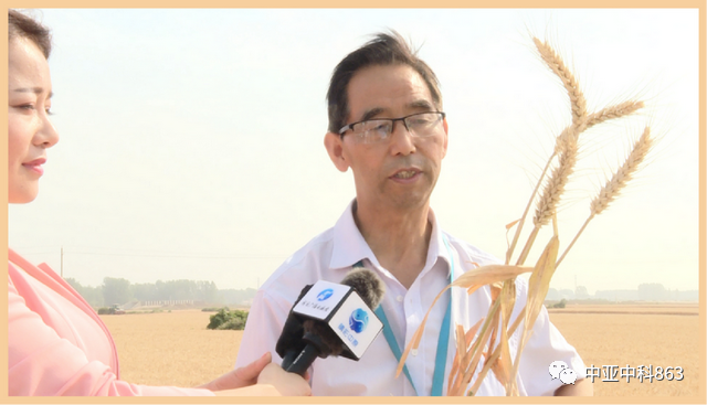 Y8富硒小麦品种产量(富硒y8小麦是不是高产)-硒宝网