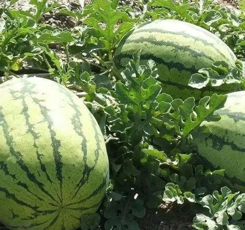 甘肃富硒西瓜品种介绍(甘肃最出名的西瓜)-硒宝网