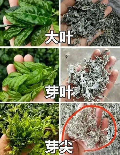 莓茶的副作用及禁忌（有什么毒副作用和坏处）-硒宝网