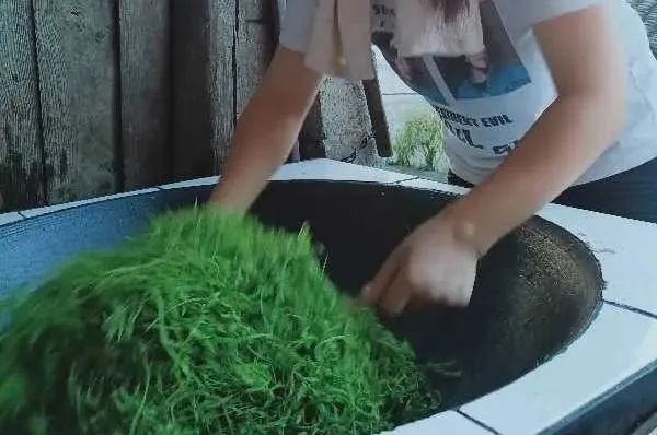 莓茶的副作用及禁忌（有什么毒副作用和坏处）-硒宝网