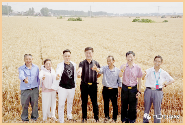 Y8富硒小麦品种产量(富硒y8小麦是不是高产)-硒宝网