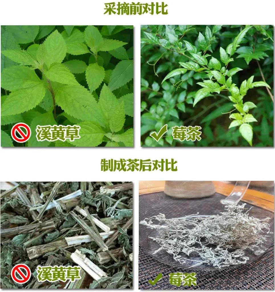 莓茶的副作用及禁忌（有什么毒副作用和坏处）-硒宝网