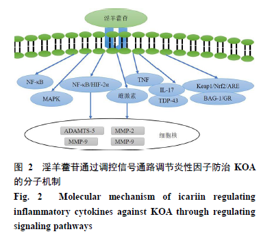 骨关节炎补硒有好处吗（硒对骨关节疾病有什么作用）-硒宝网