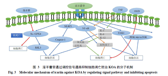 骨关节炎补硒有好处吗（硒对骨关节疾病有什么作用）-硒宝网