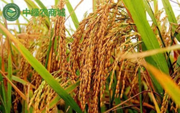 补硒的十大好处是什么(补硒很重要吗)-硒宝网