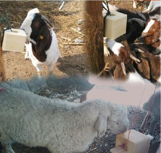 羊钙和硒能同一天补吗(大羊补硒一次补多少)-硒宝网