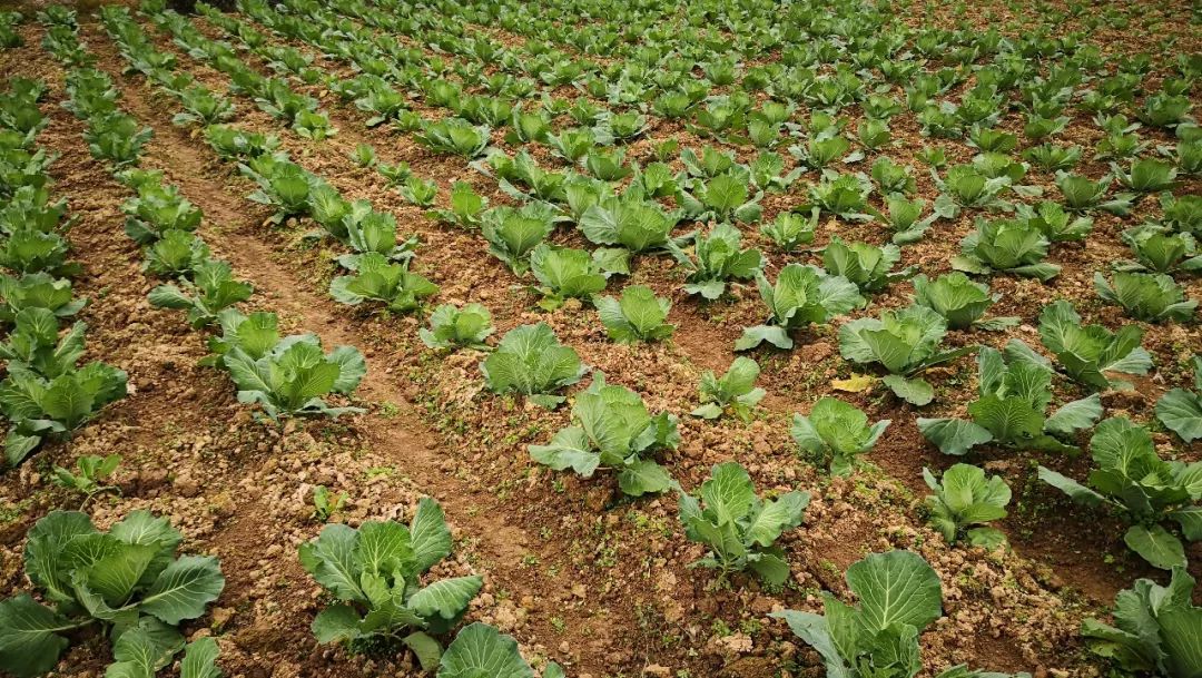 叶面补硒还是根系补硒(叶面喷施硒元素)-硒宝网