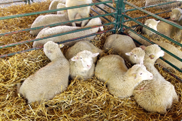 羊钙和硒能同一天补吗（羊补硒维生素e）-硒宝网