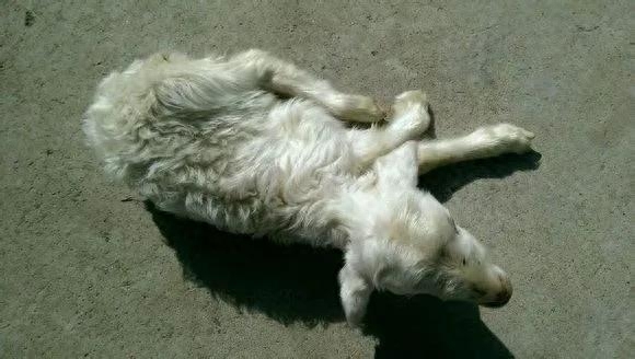 羊钙和硒能同一天补吗（羊补硒维生素e）-硒宝网