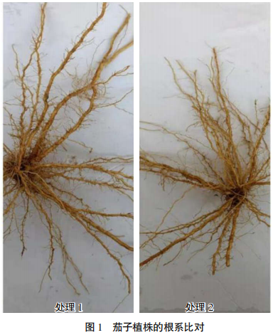 叶面补硒还是根系补硒（硒元素对植物根系的影响）-硒宝网