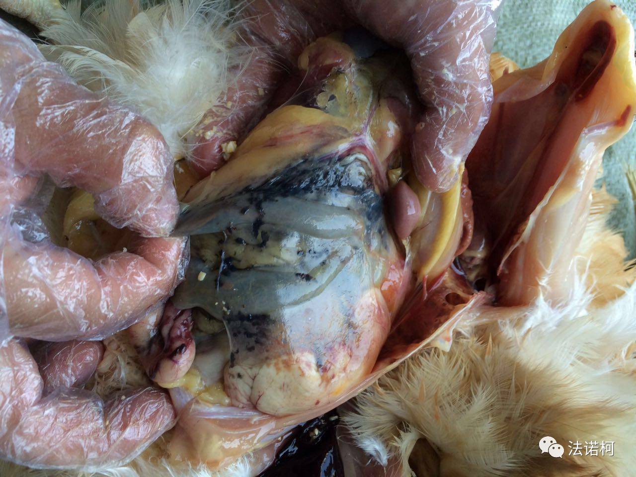 怎样给小鸡雏补硒补硒（喂养缺硒饲料的鸡）-硒宝网