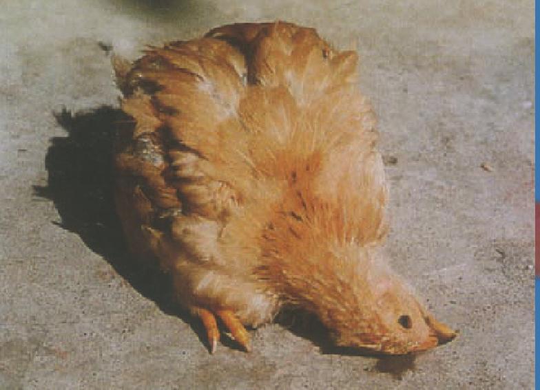 怎样给小鸡雏补硒补硒（喂养缺硒饲料的鸡）-硒宝网