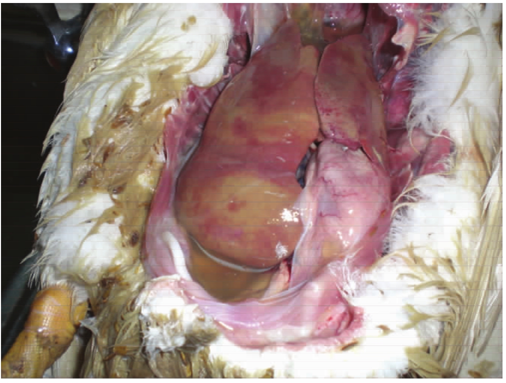 怎样给小鸡雏补硒补硒（喂养缺硒饲料的鸡）-硒宝网
