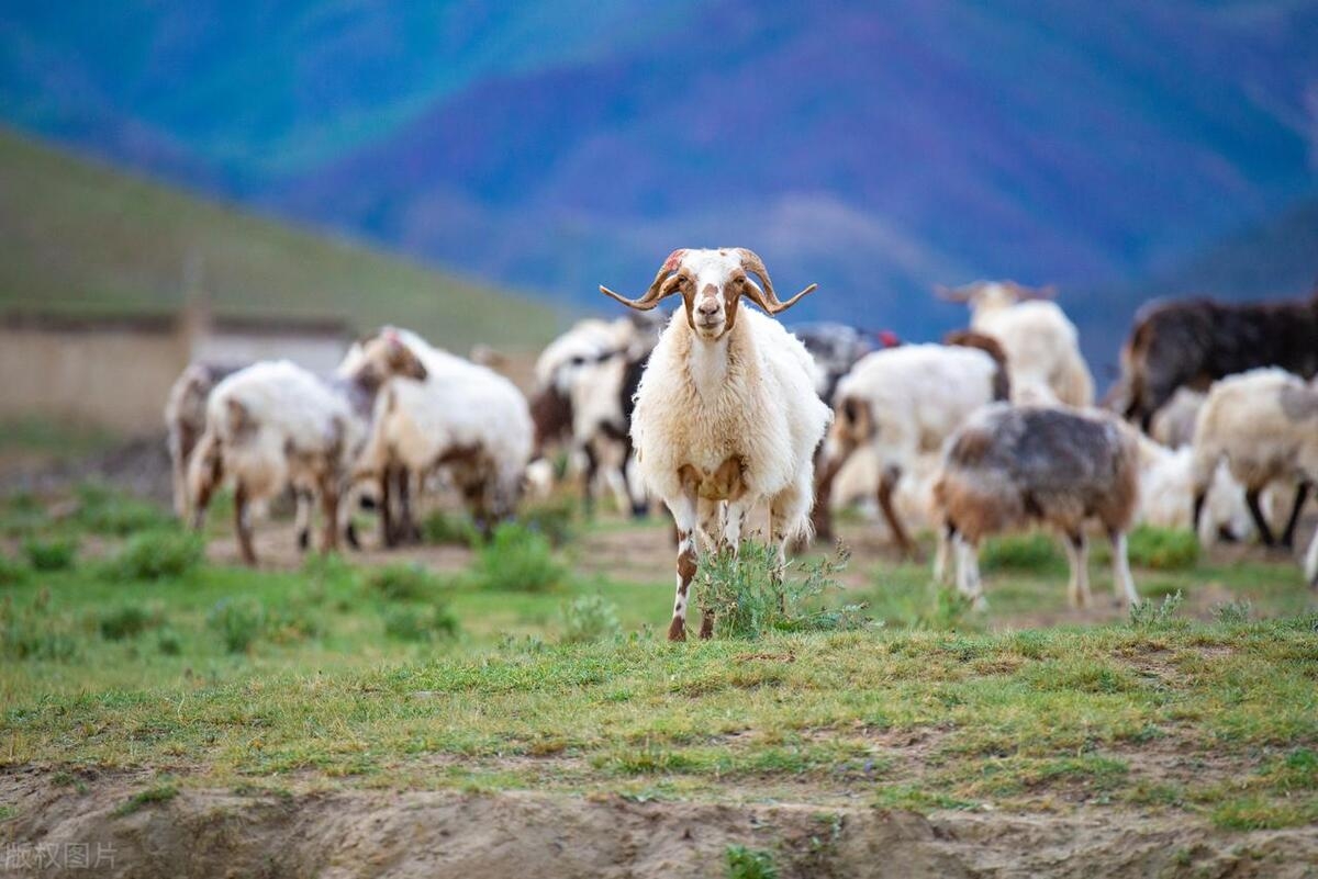 羊钙和硒能同一天补吗(羊补硒过量怎么解毒)-硒宝网