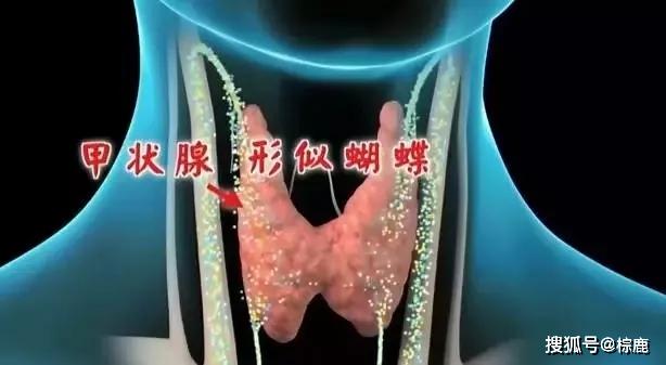 甲状腺缺硒怎么补硒呢(硒缺补甲状腺素会怎样)-硒宝网