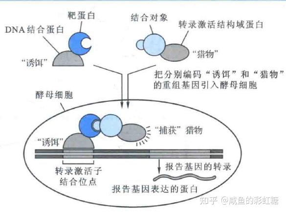 富硒蛋白补硒效果好吗（补硒效果）-硒宝网