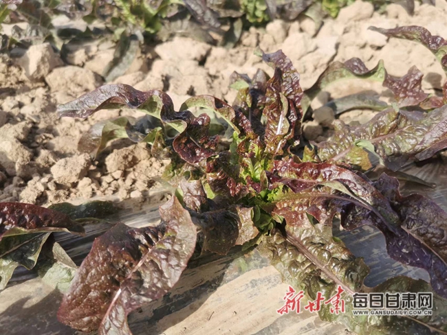 如果不缺硒可以补硒吗（什么东西可以补硒）-硒宝网