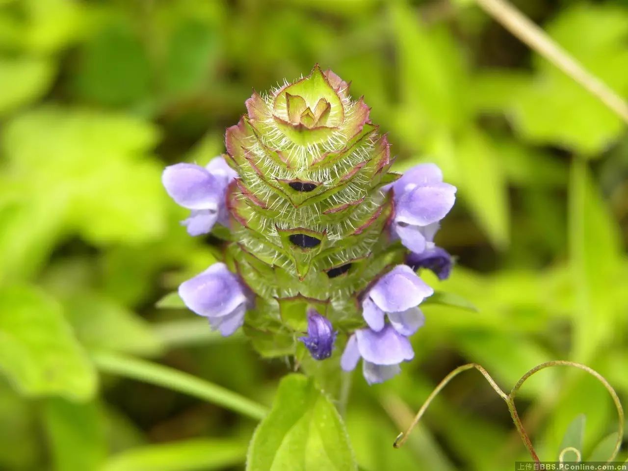 甲状腺缺硒怎么补硒的（甲状腺缺硒元素）-硒宝网