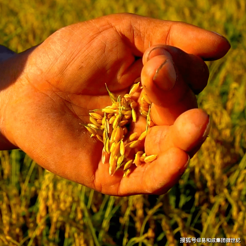 富硒大米补硒效果怎样(大米效果补富硒硒的功效)-硒宝网