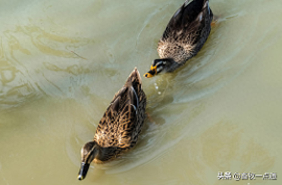 动物缺硒补饲亚硒酸钠(补硒一般要连续补多久)-硒宝网