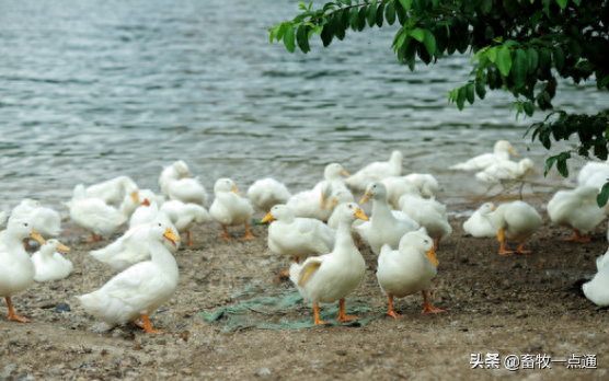 动物缺硒补饲亚硒酸钠(补硒一般要连续补多久)-硒宝网