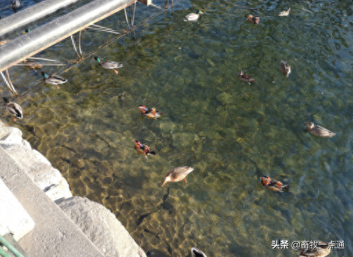 动物缺硒补饲亚硒酸钠(补硒一般要连续补多久)-硒宝网