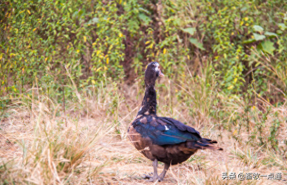 动物缺硒补饲亚硒酸钠(补硒一般要连续补多久)-硒宝网