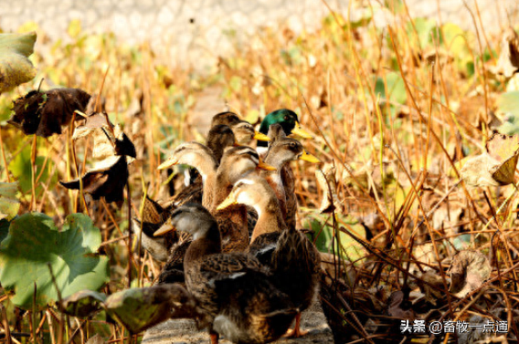 动物缺硒补饲亚硒酸钠(补硒一般要连续补多久)-硒宝网