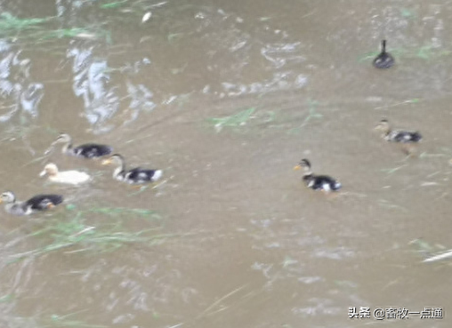 动物缺硒补饲亚硒酸钠(补硒一般要连续补多久)-硒宝网