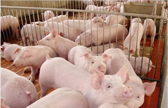 动物缺硒补饲亚硒酸钠(缺硒饲料)-硒宝网