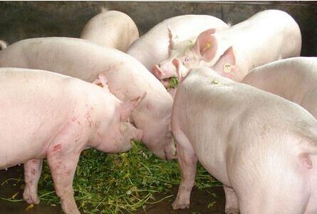 动物缺硒补饲亚硒酸钠(缺硒饲料)-硒宝网