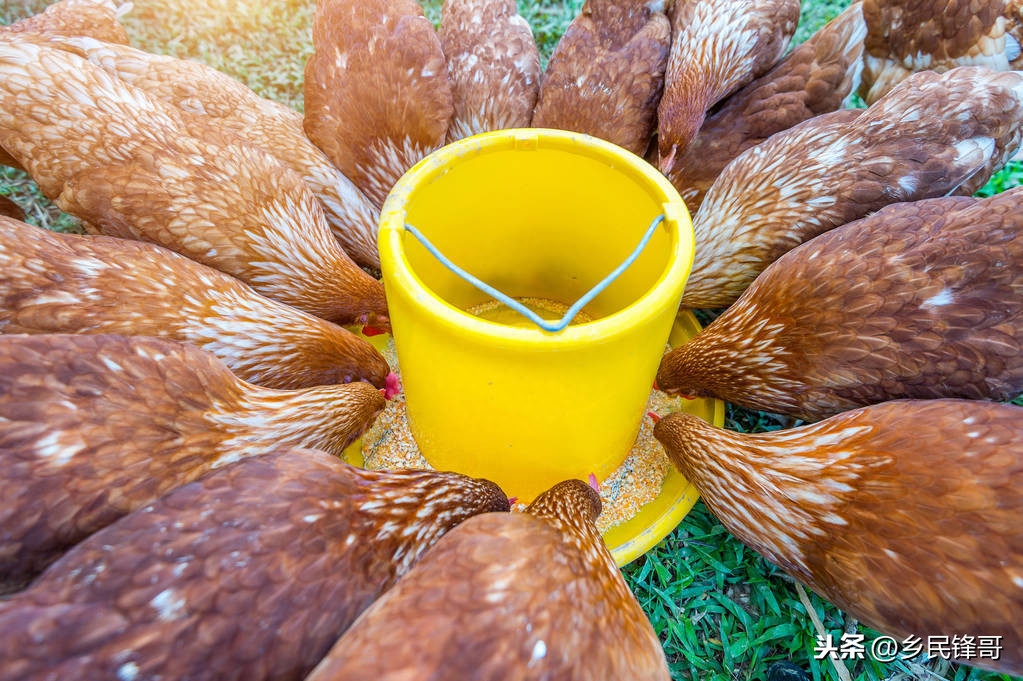 甲减不缺硒也要补硒吗（硒酵母片治疗甲减吗）-硒宝网