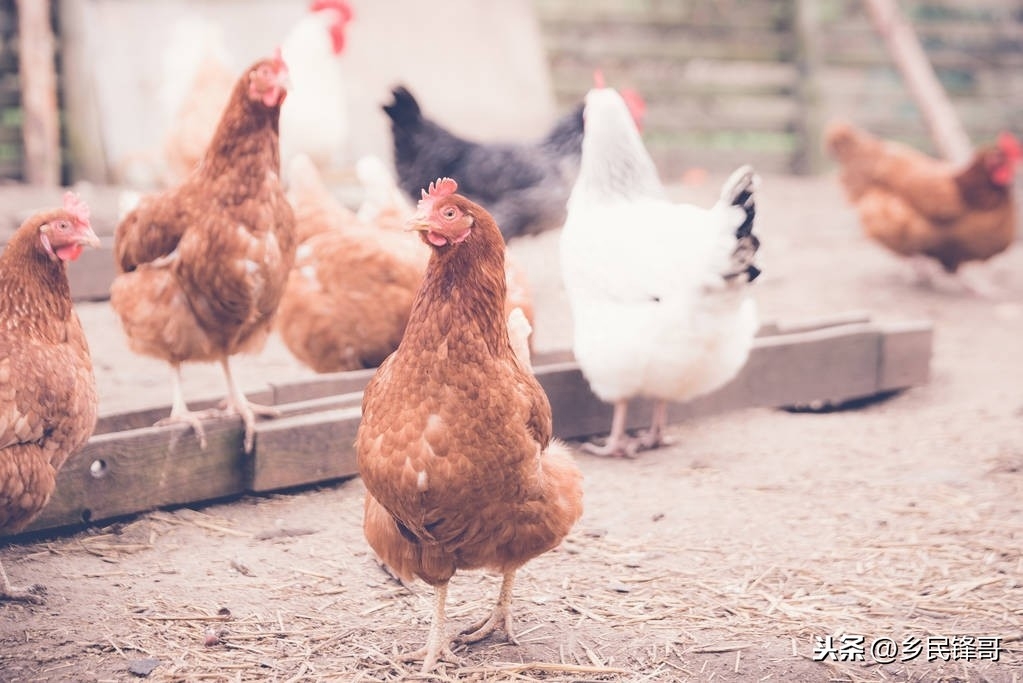 甲减不缺硒也要补硒吗（硒酵母片治疗甲减吗）-硒宝网