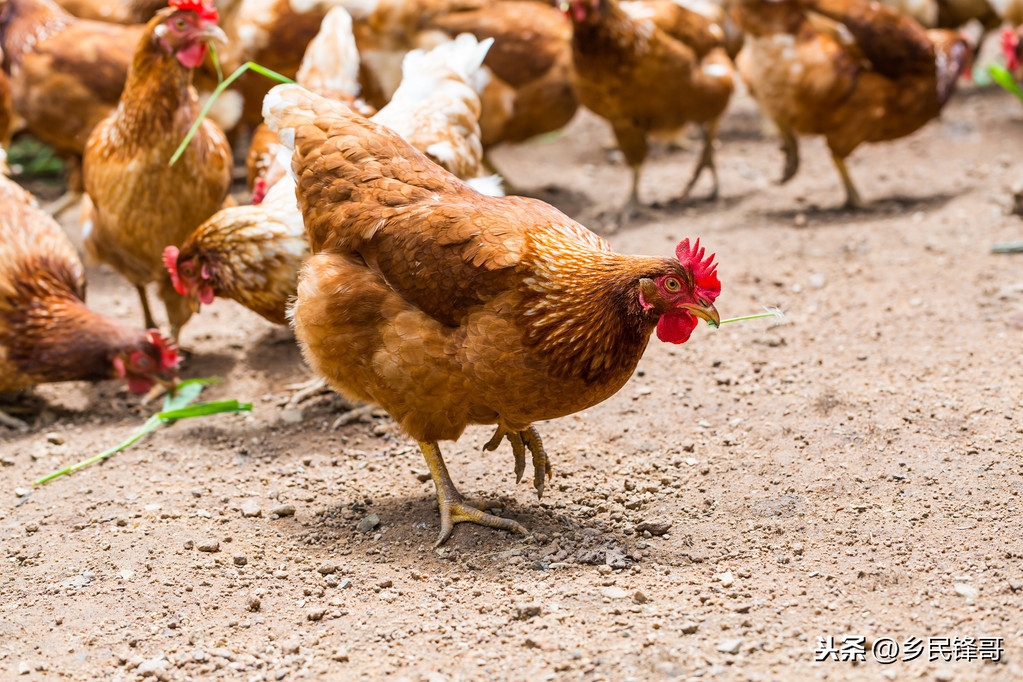 甲减不缺硒也要补硒吗（硒酵母片治疗甲减吗）-硒宝网