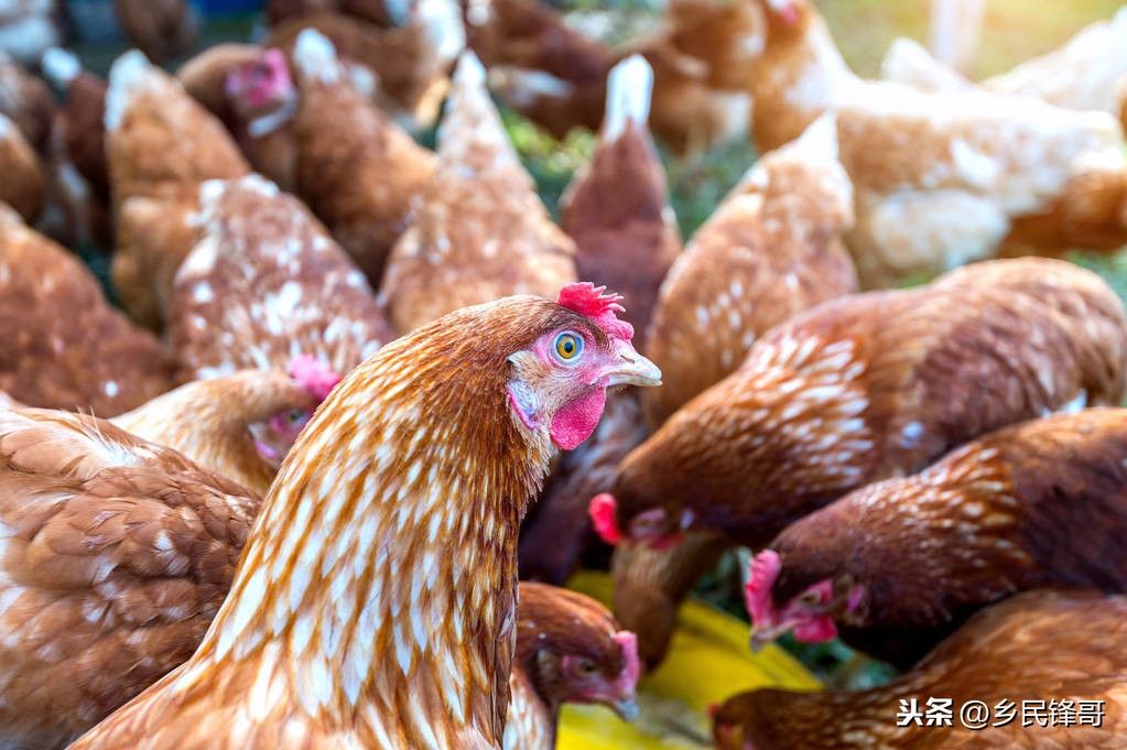 甲减不缺硒也要补硒吗（硒酵母片治疗甲减吗）-硒宝网