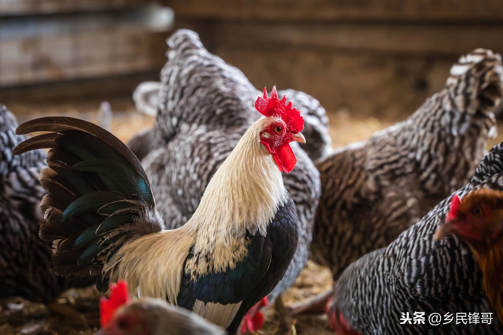 甲减不缺硒也要补硒吗（硒酵母片治疗甲减吗）-硒宝网