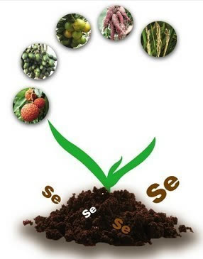 缺硒补哪种硒好吸收呢（硒缺乏所导致的两种疾病）-硒宝网